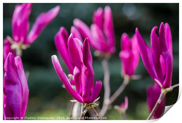 Flowers  Print by Vladimir Sidoropolev