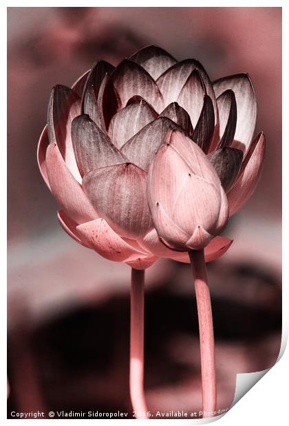 Lotus Print by Vladimir Sidoropolev