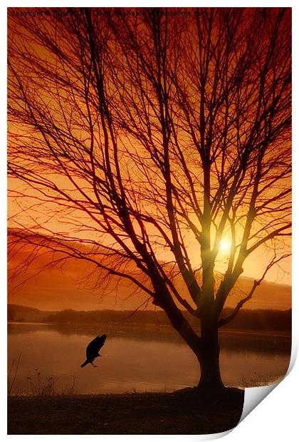 SOFT LANDING AT SUNSET Print by Tom York