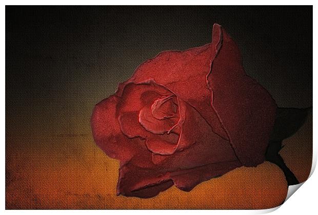 PORTRAIT OF A ROSE Print by Tom York