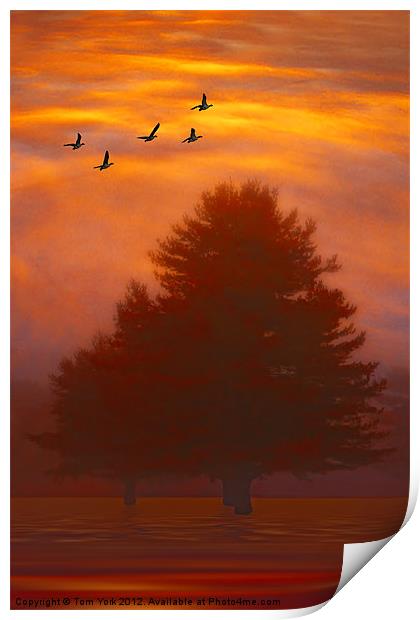 TREES OF AUTUMN Print by Tom York