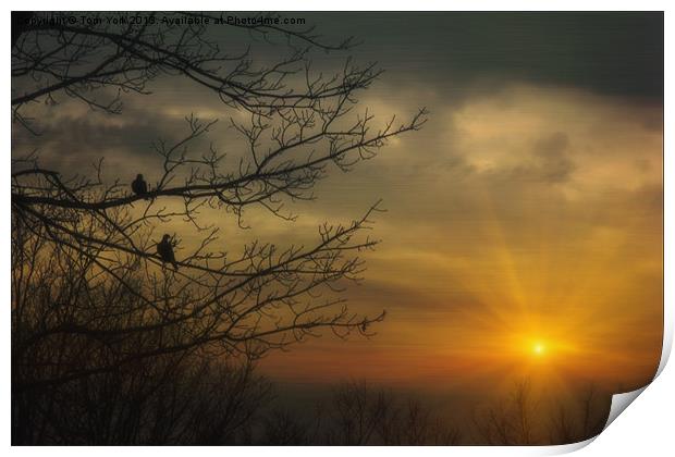 DOVES AT SUNSET Print by Tom York