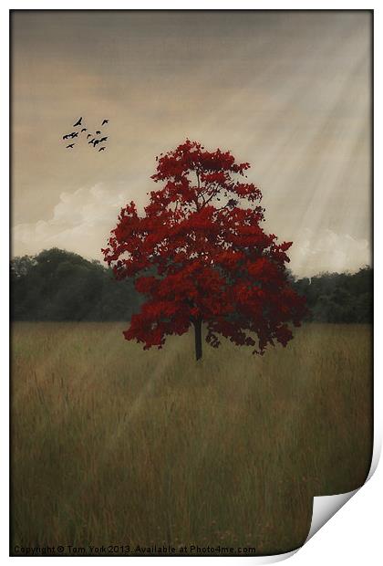 A TREE IN AUTUMN Print by Tom York