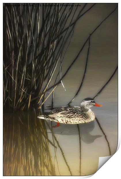 HIDING IN THE REEDS Print by Tom York