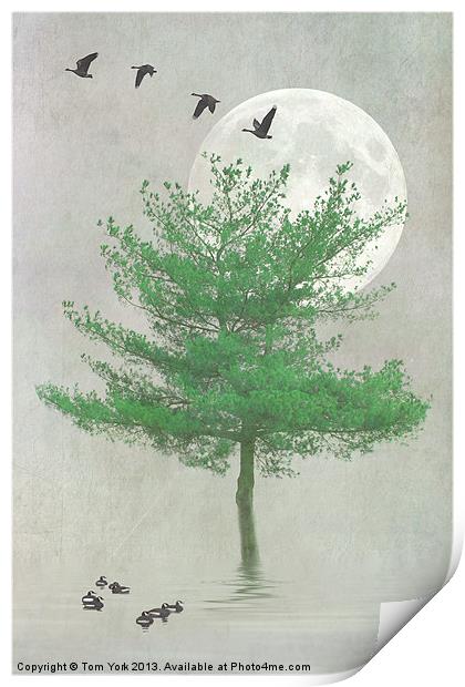 A TREE IN THE MOONLIGHT Print by Tom York