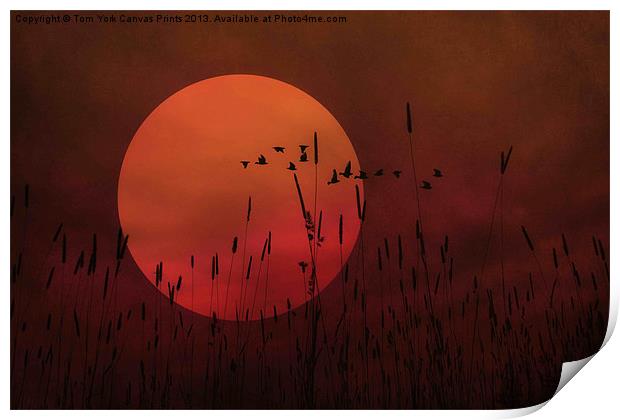 A SIMPLE SUNSET IN JUNE Print by Tom York