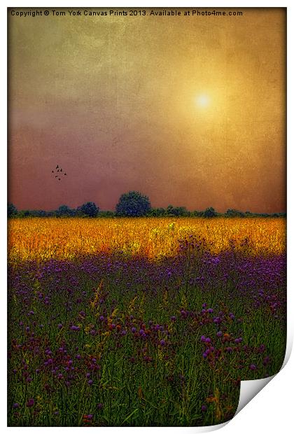 SUNSET IN THE MEADOW Print by Tom York