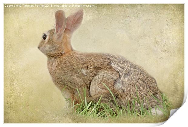 BROWN BUNNY Print by Tom York