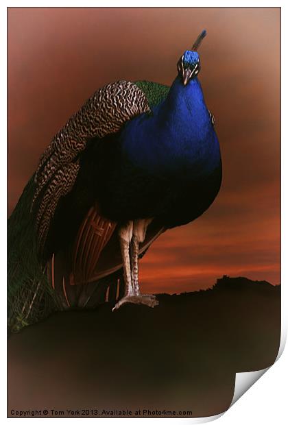 BLUE PEACOCK IN THE SUNSET Print by Tom York