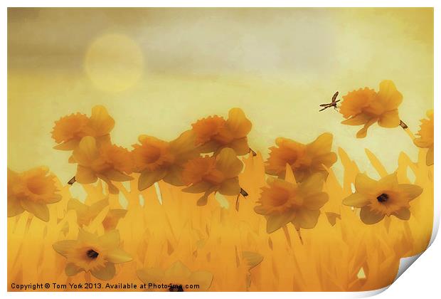 DAFFODILS IN THE SUNSHINE Print by Tom York
