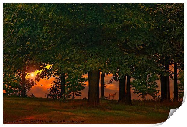SUNSET THROUGH THE FOREST Print by Tom York