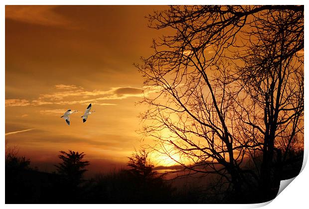SNOW GEESE AT SUNSET Print by Tom York