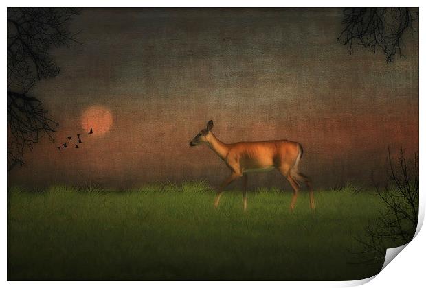 Wildlife At Sunset Print by Tom York
