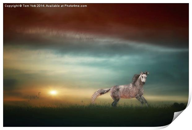 Stallion In The Sunset Print by Tom York