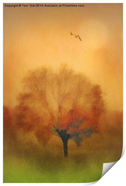 The Painted Tree Print by Tom York