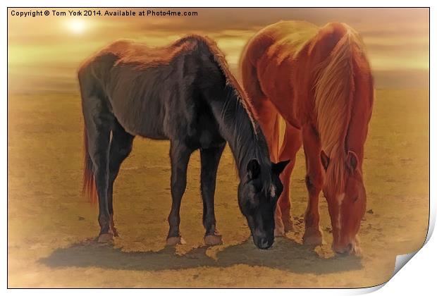 Horses In The Sunset Print by Tom York