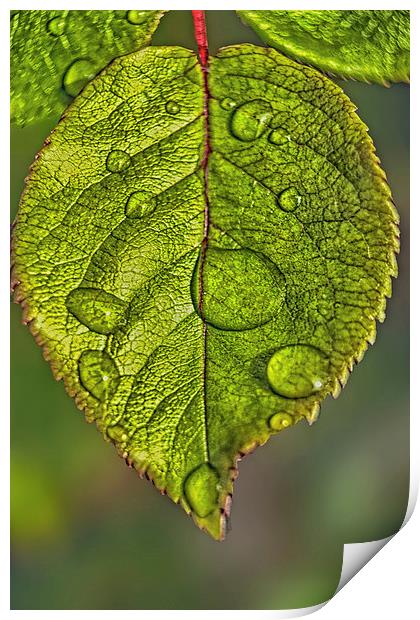 Raindrops On A Leaf Print by Tom York