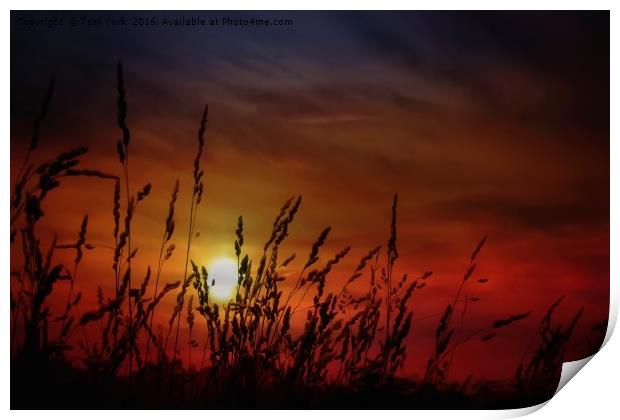 Nocturnal Sunset Print by Tom York