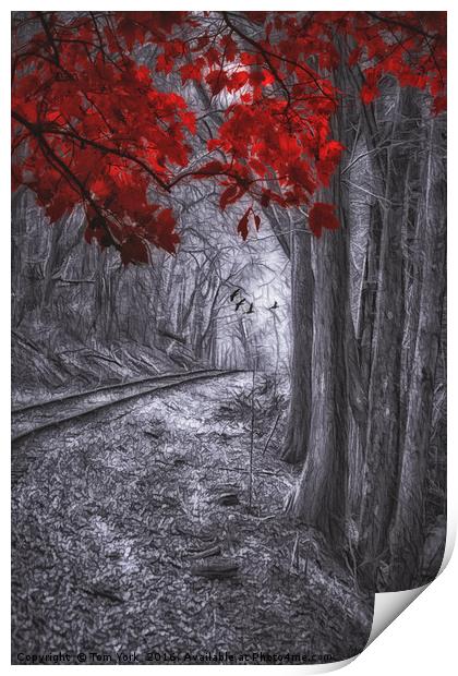 Tracks Through The Forest Print by Tom York