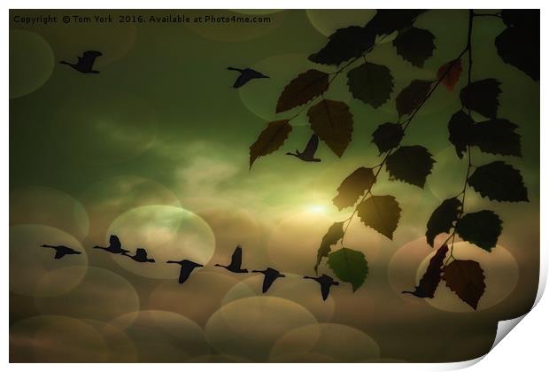 Geese In The Clouds Print by Tom York