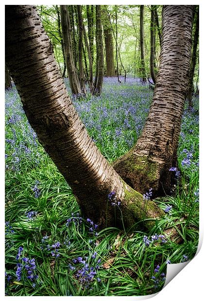 Bluebell Wood, Harpenden Print by Andrew Scoggins