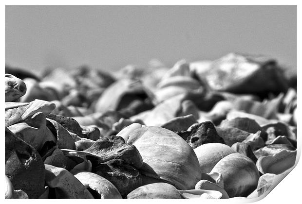 Sea Shells Print by John Basford