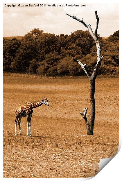 Giraffe 2 Print by John Basford