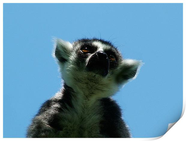Ring Tailed Lemur Print by Hannah Scriven