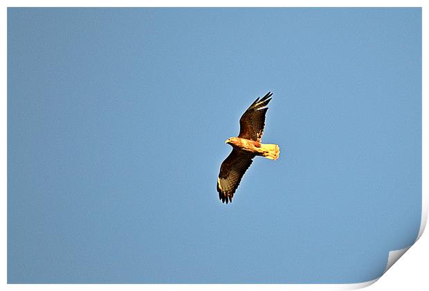 Buzzard Print by Darrin Collett