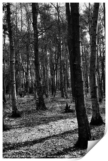 Woodland black and white Print by Sarah Waddams