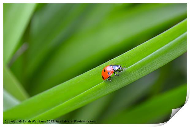 Ladybird Print by Sarah Waddams