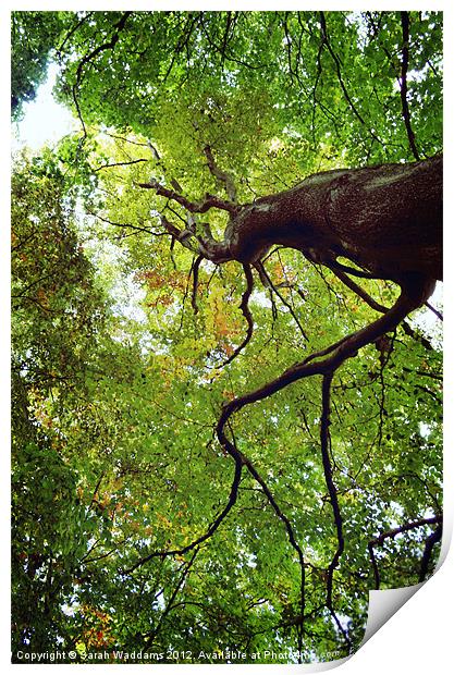 Looking Up In The Trees Print by Sarah Waddams