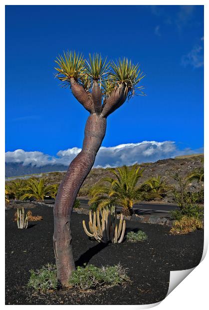 La Palma Dragon Tree Print by Geoff Storey