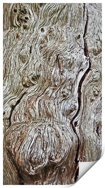 Yew Bark Print by Geoff Storey