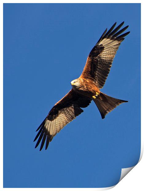 Red Kite over Berkshire Print by Geoff Storey