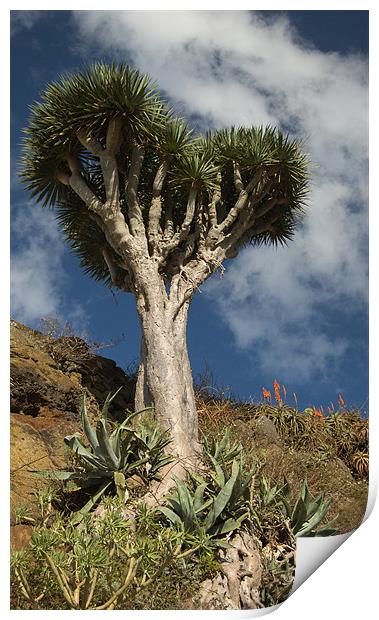 Dragon Tree, Tenerife Print by Geoff Storey