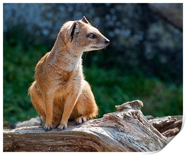 Yellow Mongoose Print by Geoff Storey