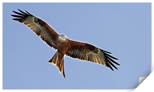 Red Kite over Oxfordshire Print by Geoff Storey
