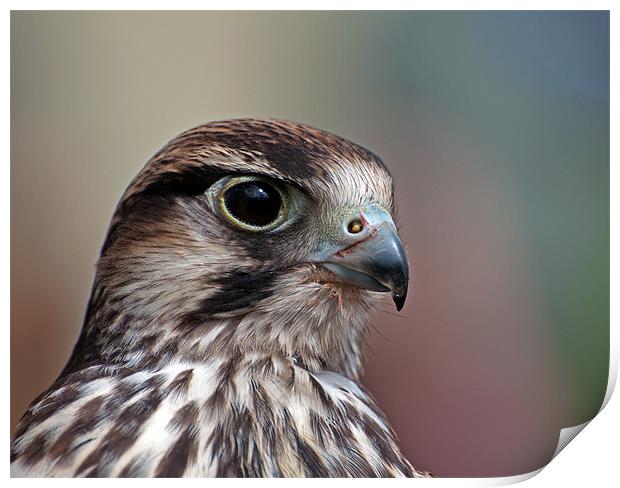 Lanner Falcon Print by Geoff Storey