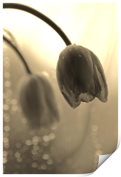 Tulips in the Rain Print by Dawn Cox