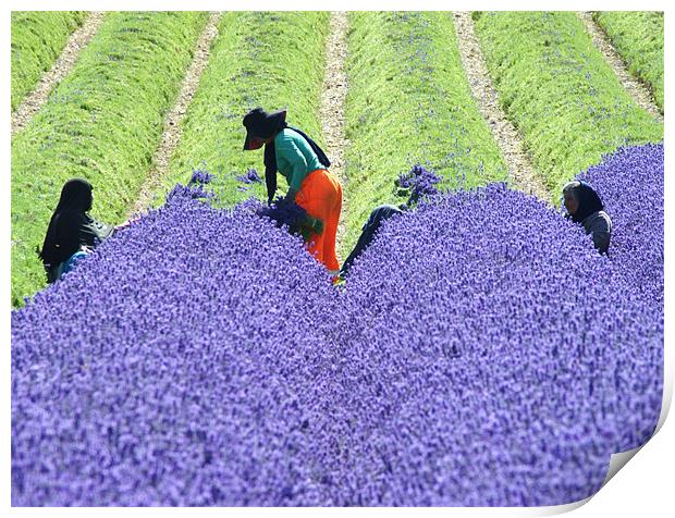 harvesting lavender Print by Dawn Cox