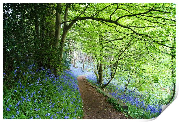 bluebell woods Print by Dawn Cox