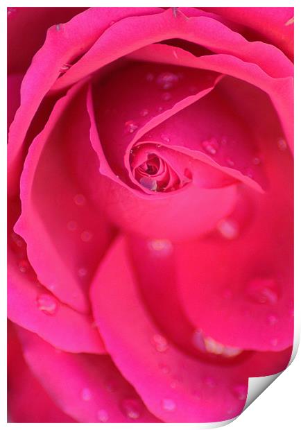 pink rose Print by Dawn Cox