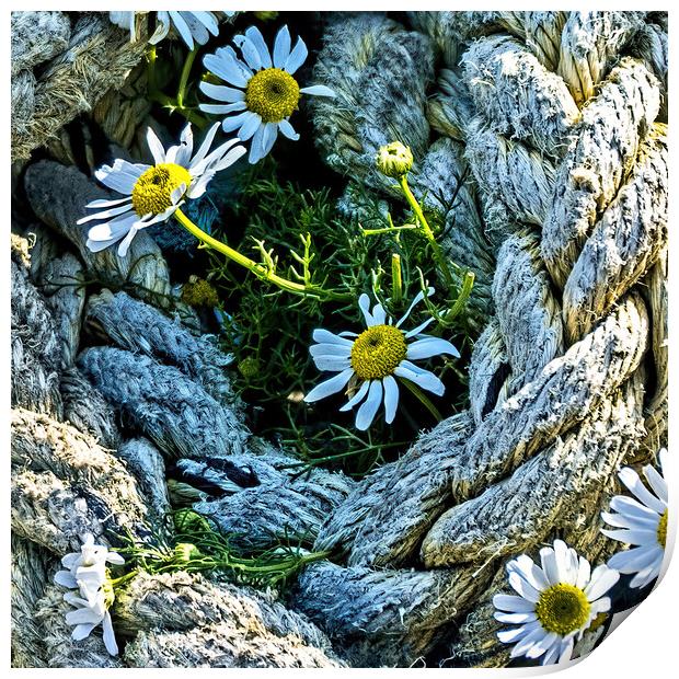 Roped in Daisies Print by Joyce Storey