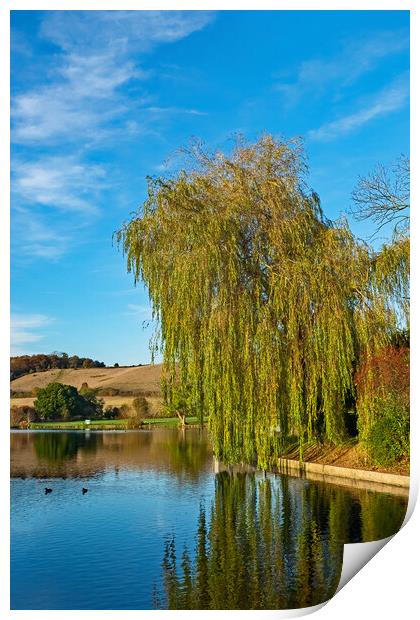 Weeping Willow Print by Joyce Storey