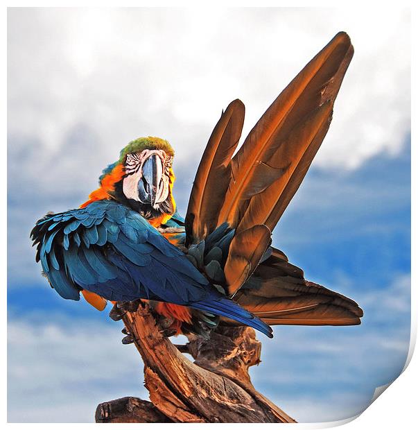 Macaw preening Print by Joyce Storey