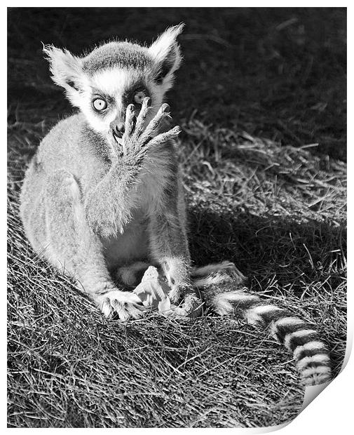 Ring-tailed Lemur Print by Joyce Storey