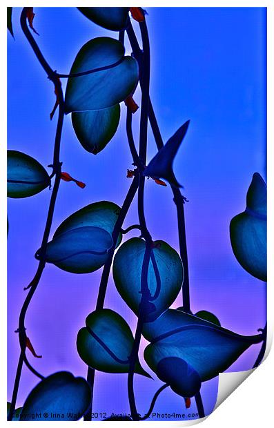 Philodendron Print by Irina Walker