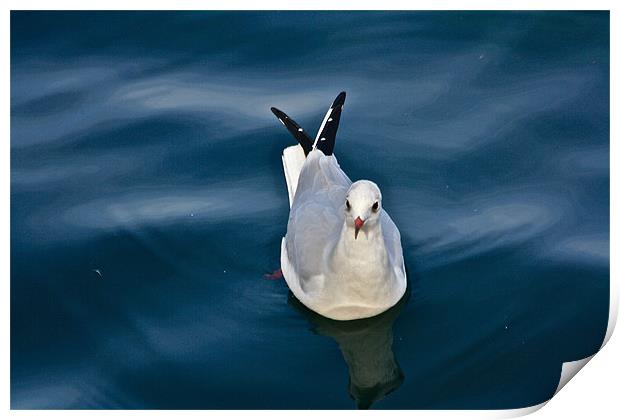 Seagull Print by Irina Walker