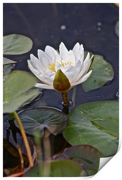 The White Lilly Print by Irina Walker